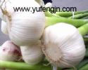 Chinese Garlic